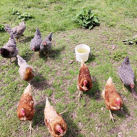 Bergbauernhof Schluder Apartman Hermagor-Pressegger See Kültér fotó
