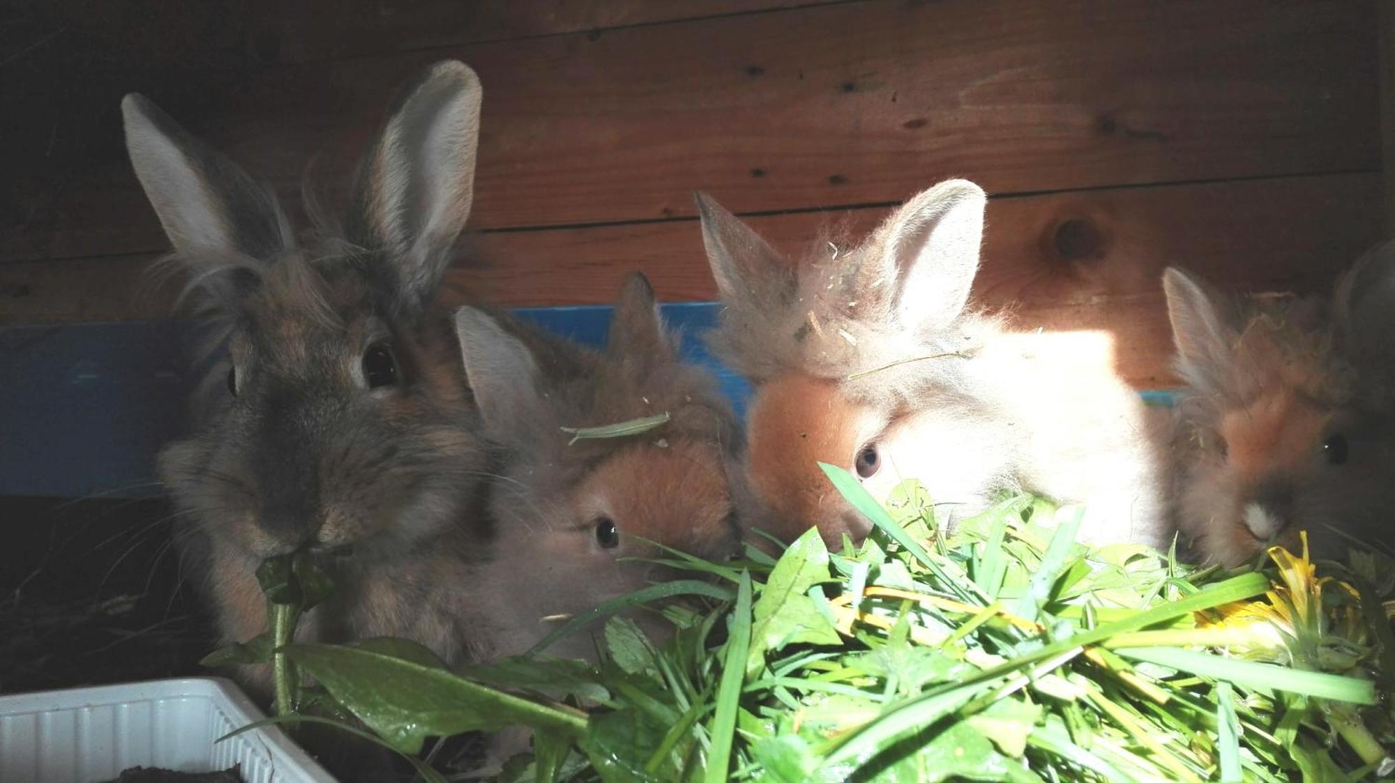 Bergbauernhof Schluder Apartman Hermagor-Pressegger See Kültér fotó